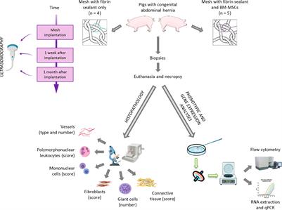 Laparoscopy for the Treatment of Congenital Hernia: Use of Surgical Meshes and Mesenchymal Stem Cells in a Clinically Relevant Animal Model